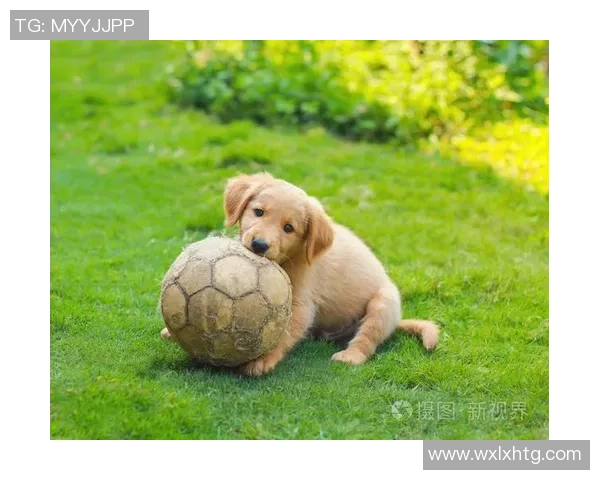 狗狗足球心：探索宠物与运动的完美结合与快乐互动